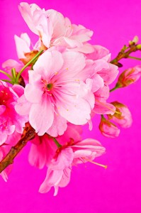 Fotooboi Cvety (112)